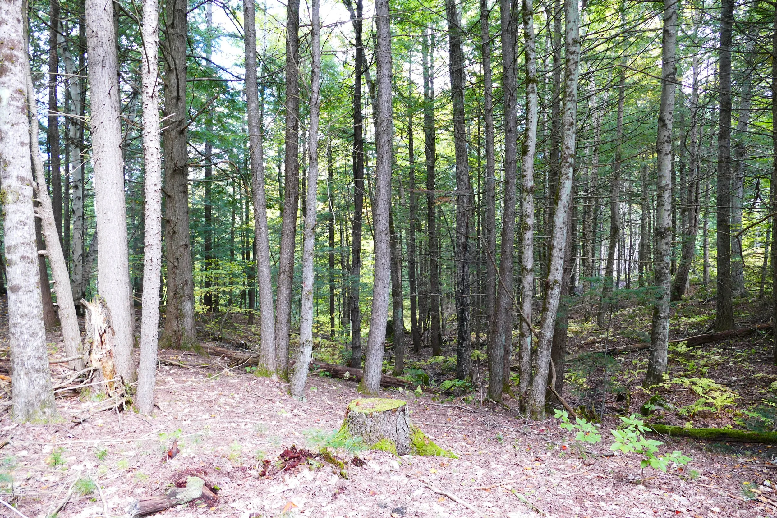 Limington Farm Image Display