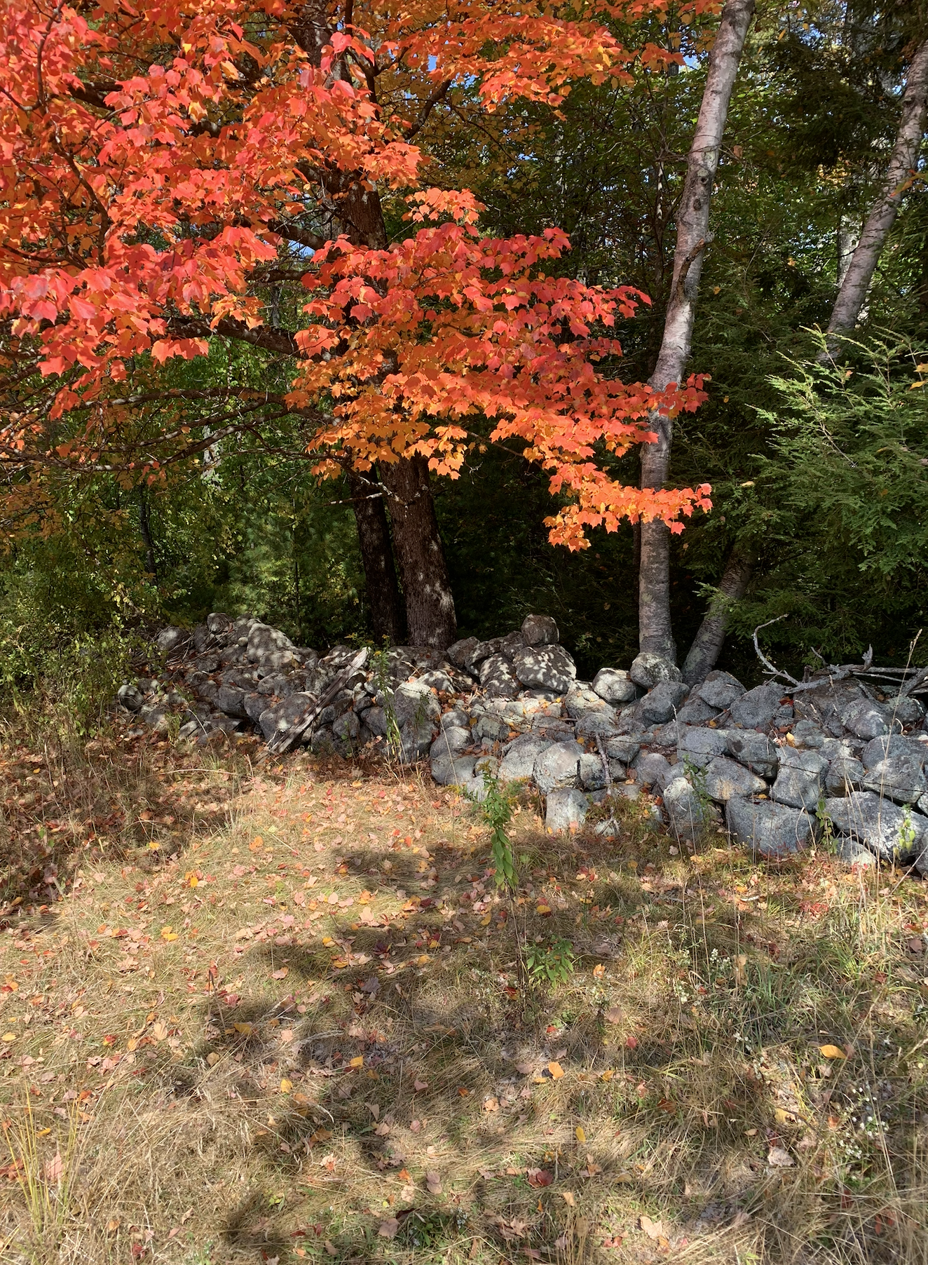 Limington Farm Image Display
