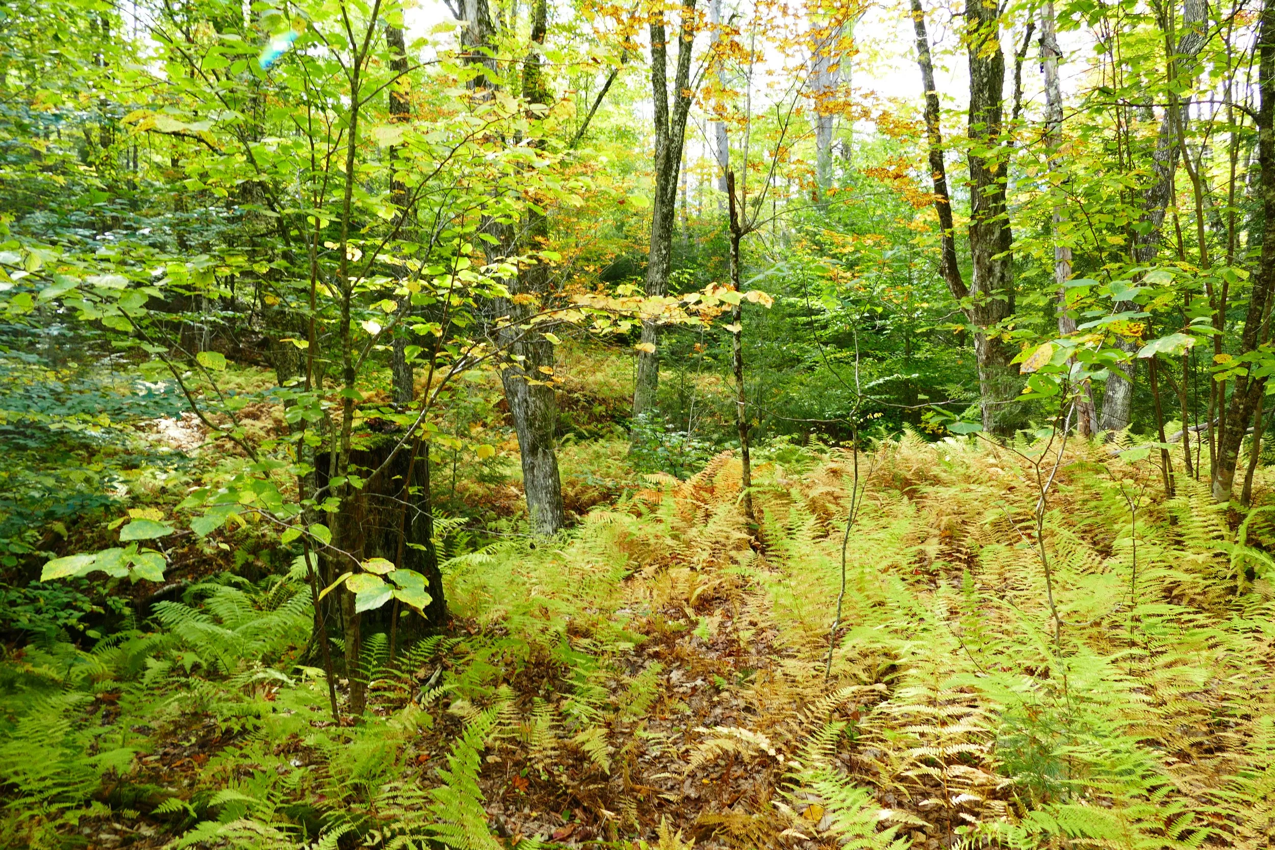 Limington Farm Image Display