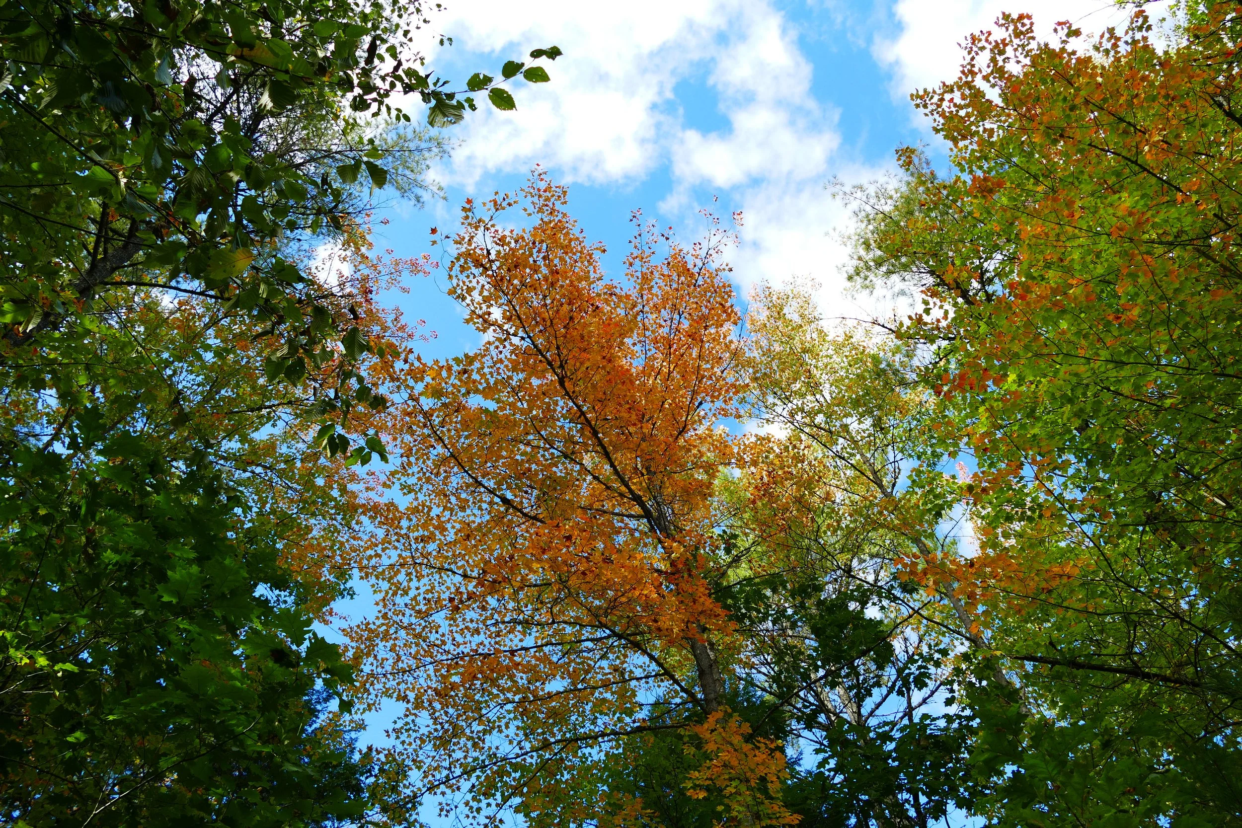 Limington Farm Image Display