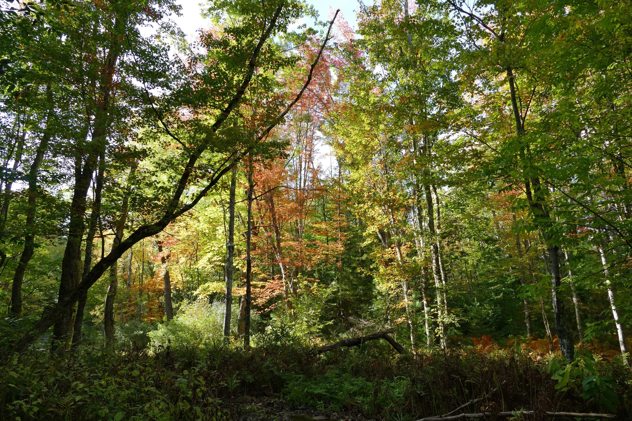 Limington Farm Image Display